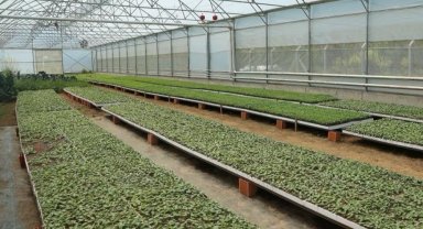 Ordu'da 4,5 milyon fideyle üretim seferberliği