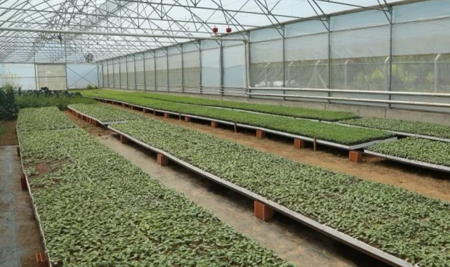 Ordu'da 4,5 milyon fideyle üretim seferberliği