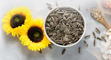 PAN-PA siyah çekirdek alımlarına başladı