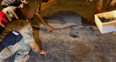 Samandağ'da yavru 'caretta caretta'lar Jandarma eliyle denize ulaştı