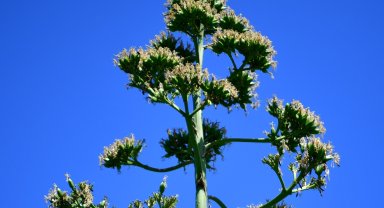 UNESCO listesindeki Agave Bitkisi Beylikdüzü'nde çiçek açtı