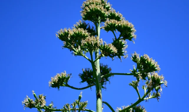 UNESCO listesindeki Agave Bitkisi Beylikdüzü'nde çiçek açtı