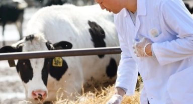 Veteriner harcamaları yıllık bazda rekor kırdı