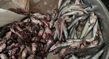 Akçakoca'da balık alan vatandaş poşetten çıkanlara şaşırdı!