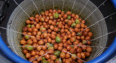 Antalya Büyükşehir'den ceviz üreticisine makine desteği