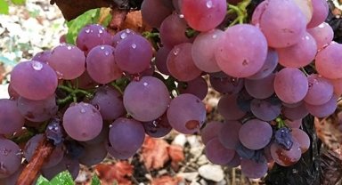 Antalya Finike Yazır'da üzüm zamanı