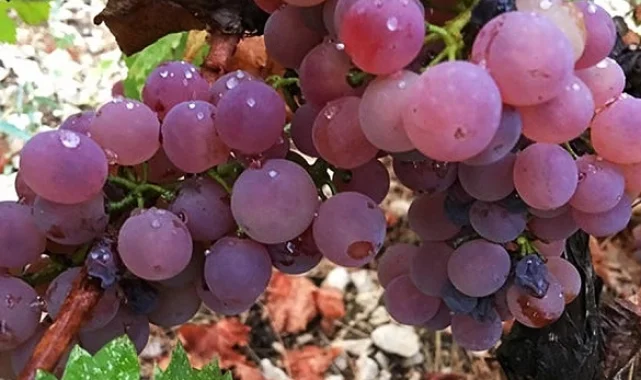 Antalya Finike Yazır'da üzüm zamanı