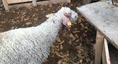 Bilecik Pazaryeri'nde çiftçiyi üzen olay!