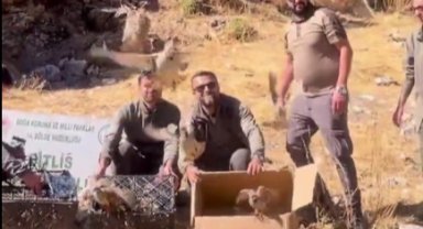 Bitlis'te keklik ticaretine darbe! 90 kınalı keklik doğaya salındı