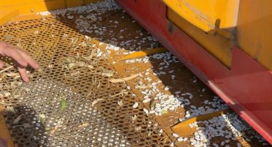 Bursa İnegöl'de Cerrah Kuru Fasulyesinde hasat zamanı