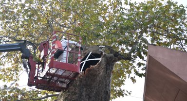 Bursa'da asırlık çınara koruma
