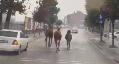 Düzce'de başıboş atlar trafiği birbirine kattı!