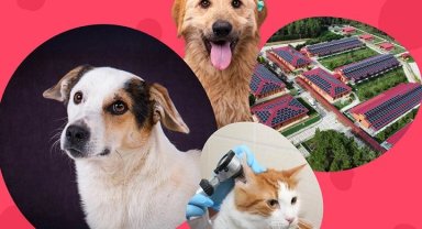 İstanbul Vakfı'ndan can dostlara destek çağrısı