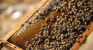 İzmir Bornova'da tatlı emek: Bal hasadı sevinci