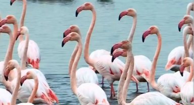 İzmit Körfezi'nde pembe dans