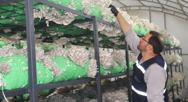 İzmit'ten 2,5 tonluk istiridye mantarı hasadı