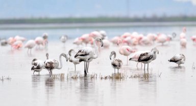 Keşan Kent Konseyi'nden Gala Gölü çağrısı: Doğanın kalbine türbin dikilmesin!