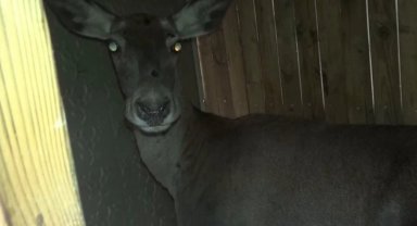 Kızıl geyikler doğaya geri döndü... Bursa'da 3 dişi geyik serbest bırakıldı