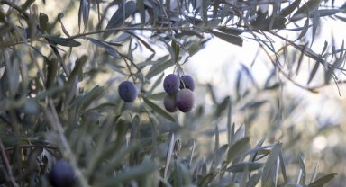 Mersin Büyükşehir'in fidanları üreticinin umudu oldu