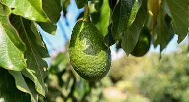 Mersin'de 22 binden fazla avokado fidanı üreticiyle buluştu