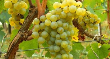 Misket Üzümü yeniden hayat buluyor... Kahvenin yanına Bornova misketi