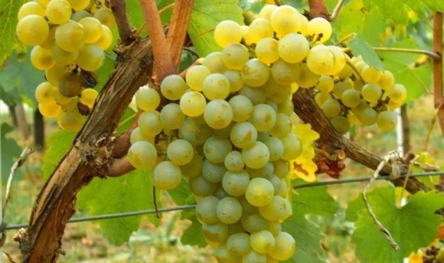 Misket Üzümü yeniden hayat buluyor... Kahvenin yanına Bornova misketi