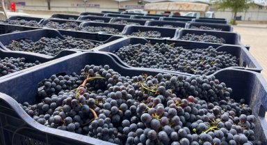 Muğla Büyükşehir'den bağcılığa modern dokunuş