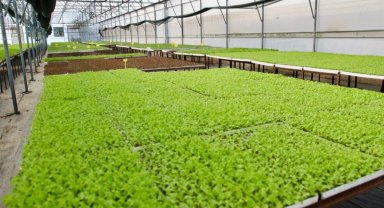 Ordu'da 400 bin kışlık fide dağıtıma hazır