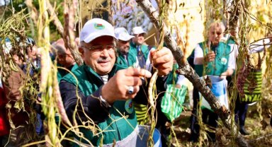 Ordu'da Akkuş fasulyesi markalaşıyor, hasat başladı