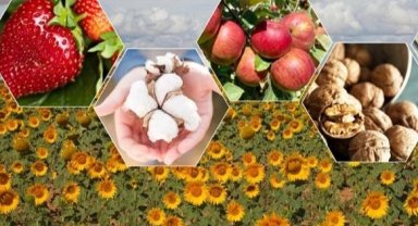 Tarımda zor yıl beklentisi! Bitkisel üretimde düşüş bekleniyor