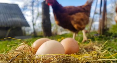 Tavuk eti üretimi arttı, yumurta üretimi azaldı!