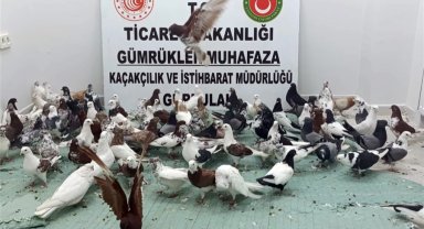 Ticaret'te 'kanatlı' operasyon! Gürbulak'ta 85 'Cancan' ele geçirildi