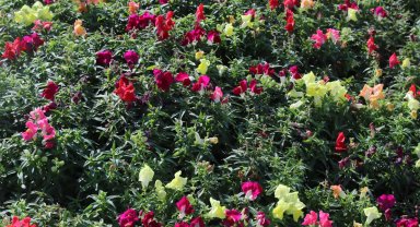 Antalya'da kışlık çiçeklerle rengarenk kent silüeti