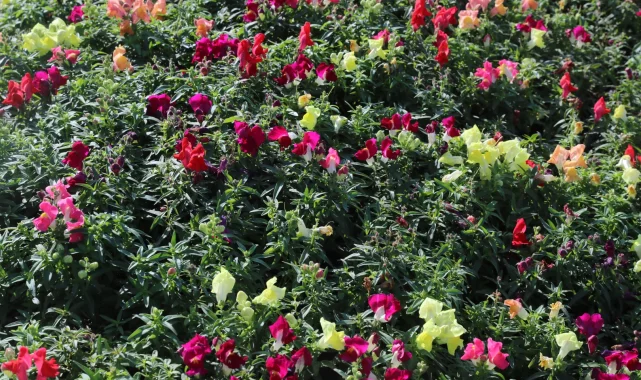 Antalya'da kışlık çiçeklerle rengarenk kent silüeti