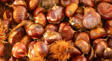 Başkan Tugay Beydağ'da kestane üreticileriyle buluştu