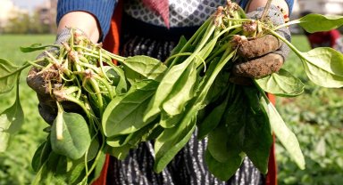 Bursa Osmangazi'de doğal tarım hamlesi! İlaçsız ıspanak hasadı yapıldı