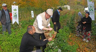 Bursa Osmangazi'de üzümsüz meyvelerde organik seferberlik... İlk hasat Başkan Aydın'dan