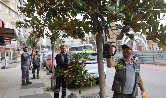 Çayırova'da mevsimlik budamalar başladı
