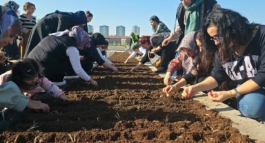 Diyarbakır Tıbbi ve Aromatik Bitkiler Atölyesi'nde safran ekimi