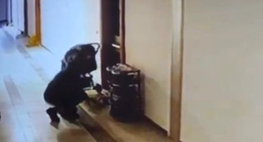 Düzce'de kuryenin ayakkabı hırsızlığı kameraya yansıdı