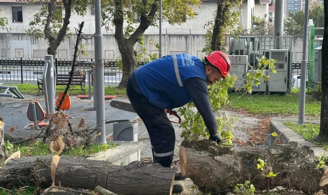 İstanbul Bakırköy'de teke böceğine karşı etkin mücadele