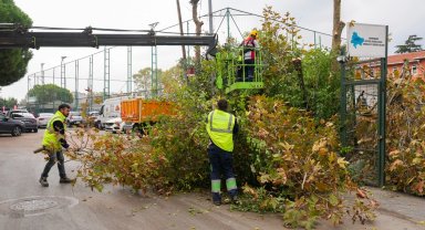 İstanbul Maltepe'de budama zamanı