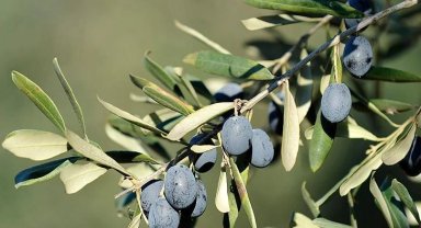 İşte Bursa'da zeytin üreticinin en büyük sorunu