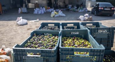 İzmir Bornova'da zeytin dalından sofraya ücretsiz ulaşım