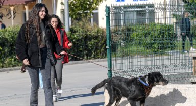 İzmir Menemen'deki yangından kurtarılan 17 hayvana Büyükşehir sahip çıktı