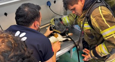 İzmir'de itfaiyeden can dostlara kahramanca müdahale