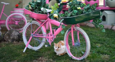 Kayseri Büyükşehir'den sokak kedilerine sıcacık yuva