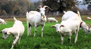 Kocaeli'de süt otu desteği meraları yeşertti