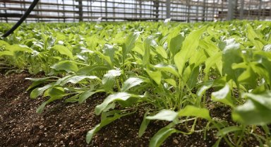 Konya Şeker pancar testlerinde dünya liginde!