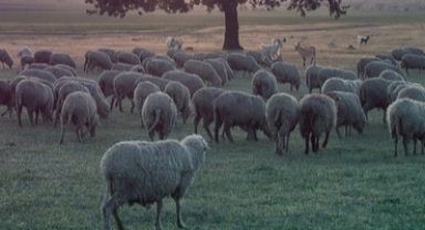 Küçükbaş ve sürü sağlığı ödemeleri artıyor!